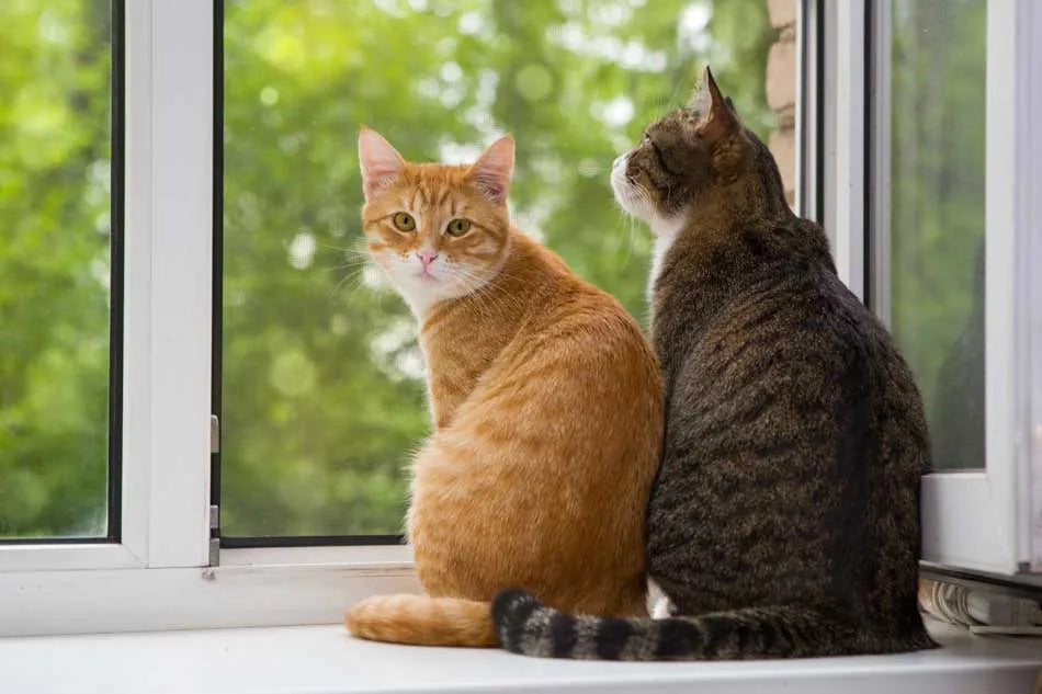 Gatos: Alimento y Arena